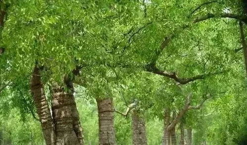 速看 河北这24个乡村上榜 国家级 名单 有你的家乡吗