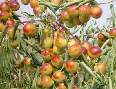 哪里的冬枣最好?山东沾化、河北黄骅、陕西大荔,还是山西、新疆江西或其他地方?