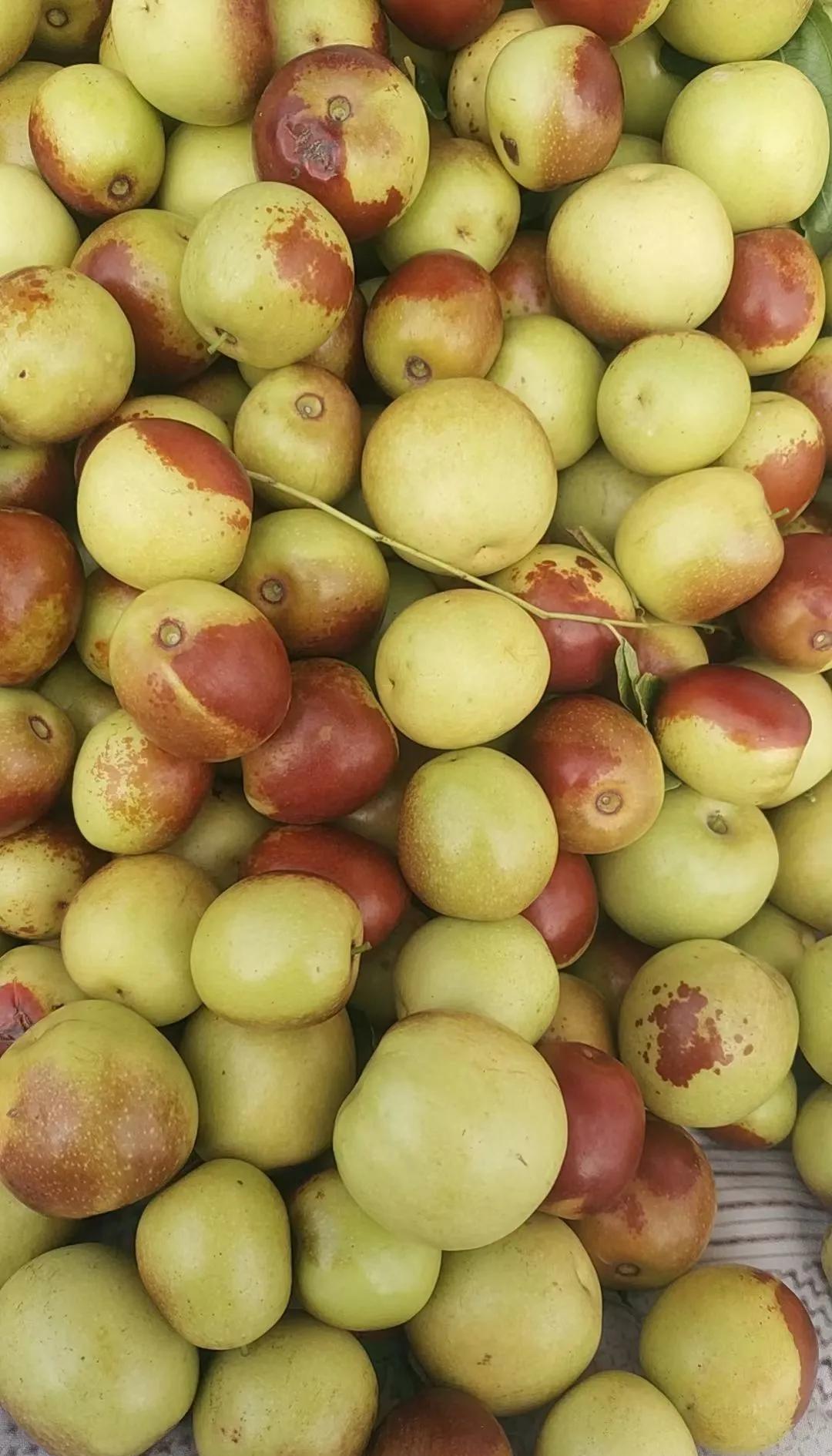 咬一口就上头！黄骅冬枣甜到心坎里