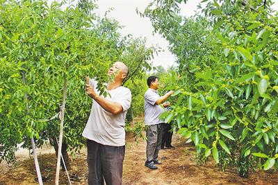 从“黑”变“绿” 黄骅冬枣点亮乡村振兴之路