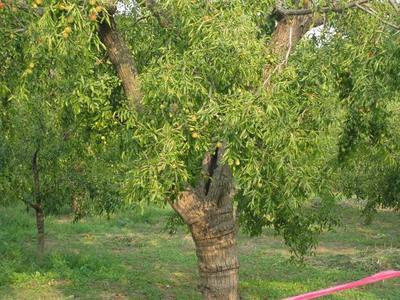 黄骅600年树龄昭福古冬枣树——黄骅冬枣节采风