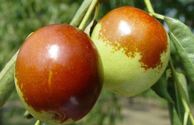 黄骅冬枣的营养价值与健康功效