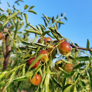 黄骅聚馆冬枣哥 一枚冬枣背后的匠心与坚守