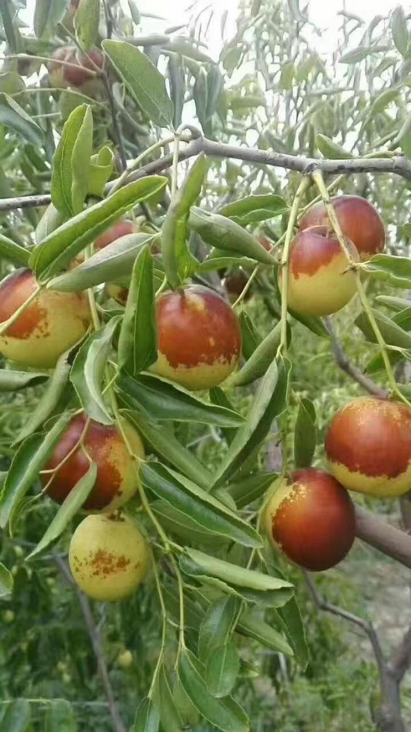 沧州黄骅冬枣 一口咬下，满嘴的清甜与实力