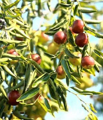 黄骅脆冬枣造富记 一颗小红果，如何成就富民大产业？